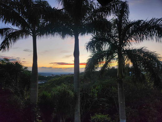 Costa Rica sunset with palm trees.
